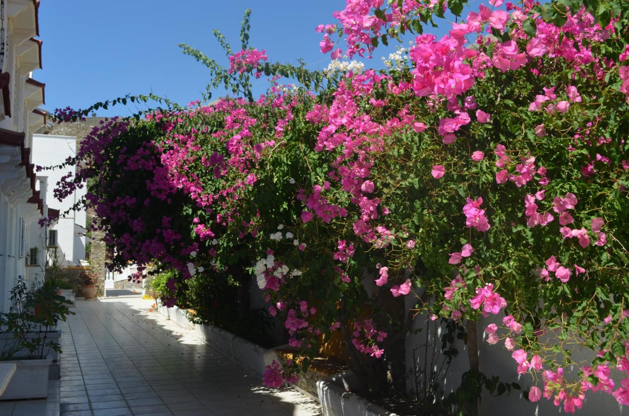 Nikos Studios Livadia  Exteriér fotografie